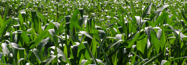 Cornfield Greenfield